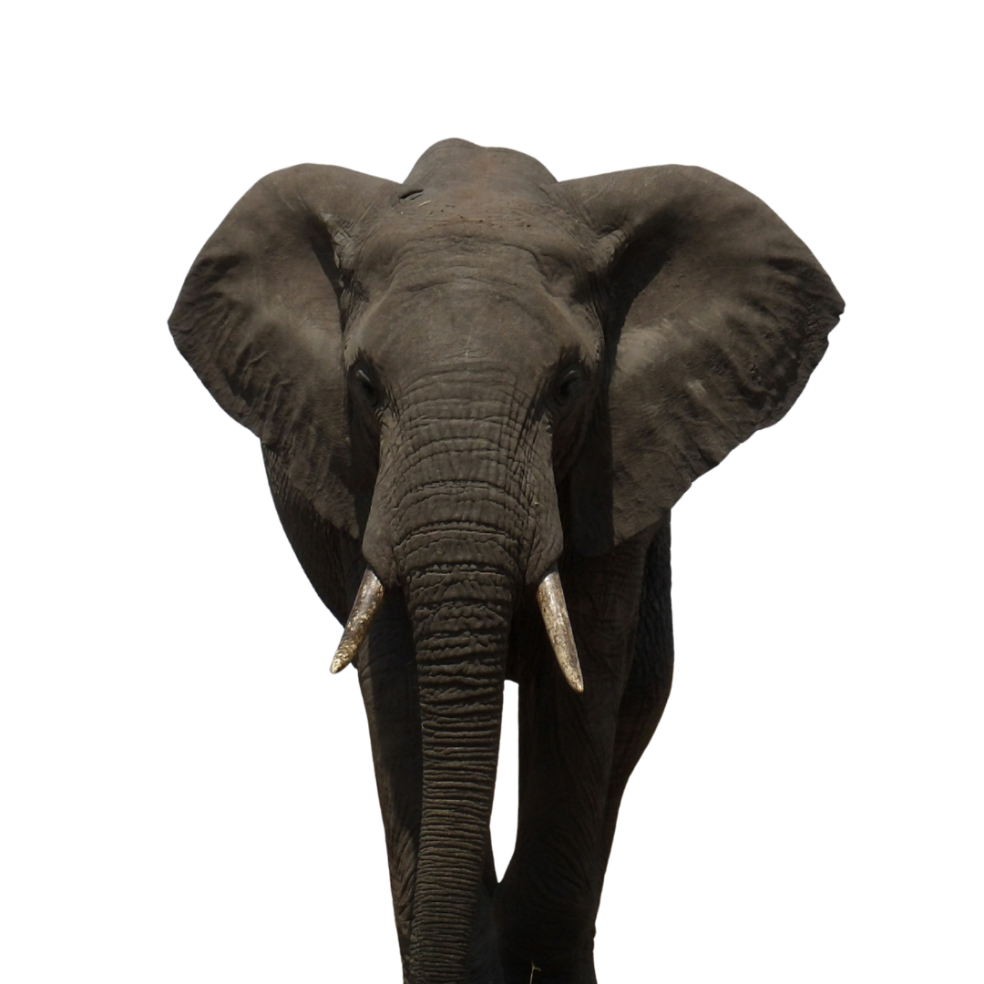 An elephant.